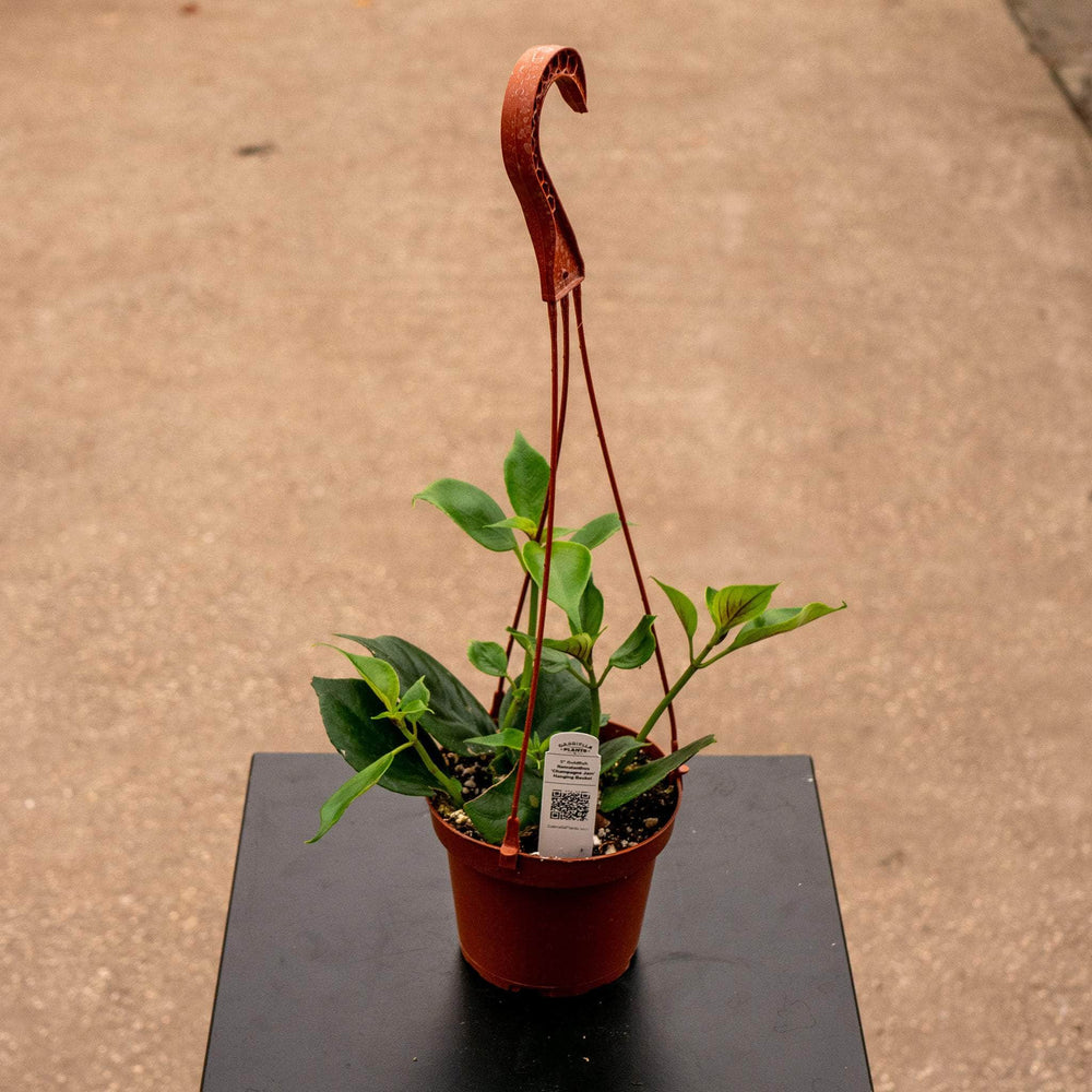 Gabriella Plants Epiphyte 5" Goldfish Nematanthus 'Champagne Jam' Hanging Basket