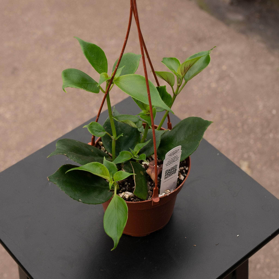 goldfish plant hanging basket Goldfish Nematanthus 'Champagne Jam'