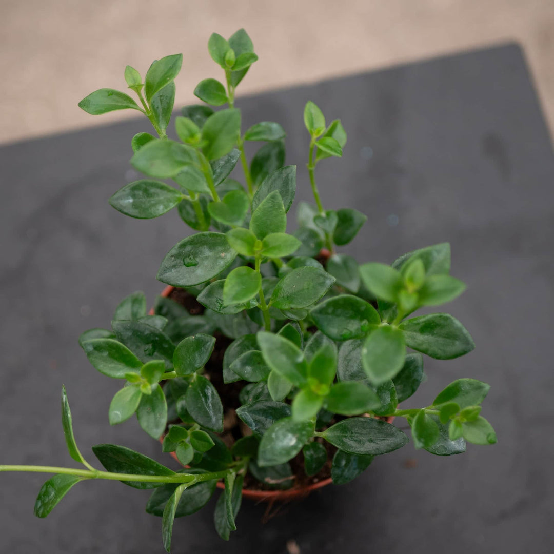 goldfish succulent plant Goldfish Nematanthus 'Mini Green'