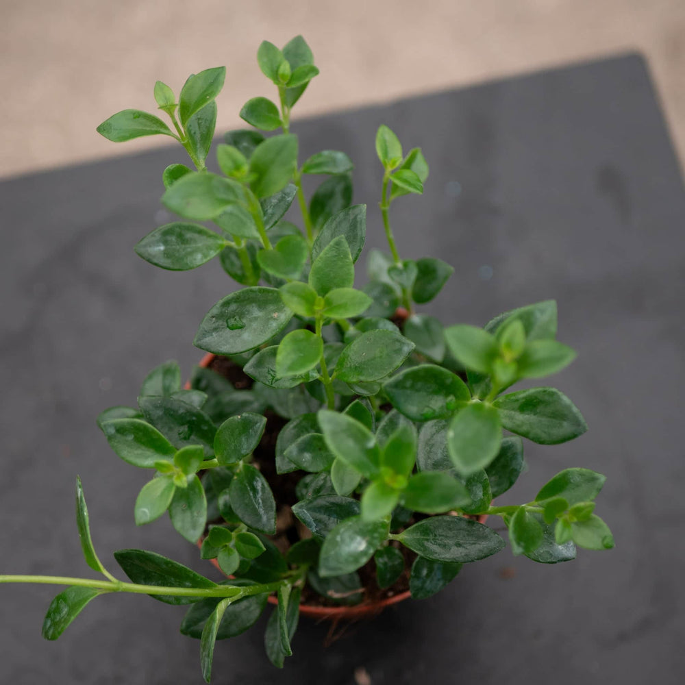 Gabriella Plants Other 4" Goldfish Nematanthus 'Mini Green'