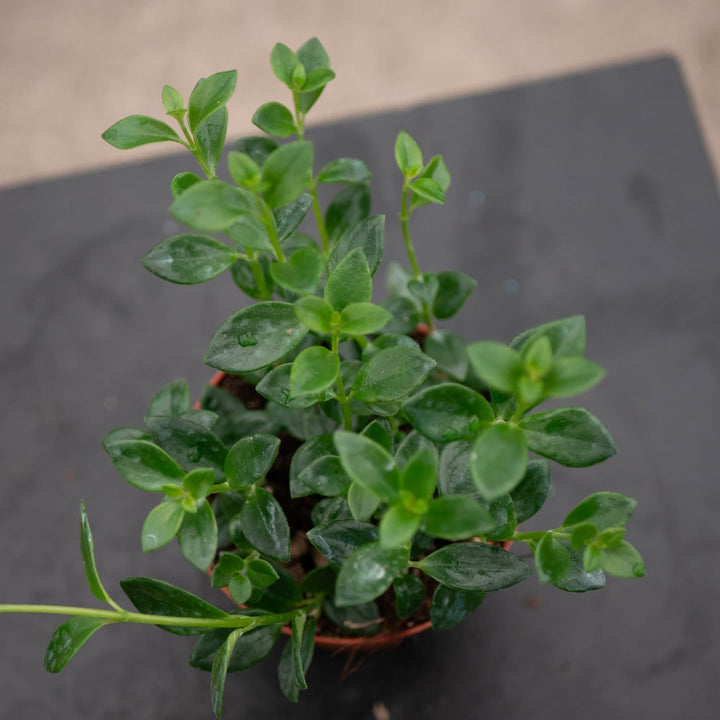 Gabriella Plants Other 4" Goldfish Nematanthus 'Mini Green'