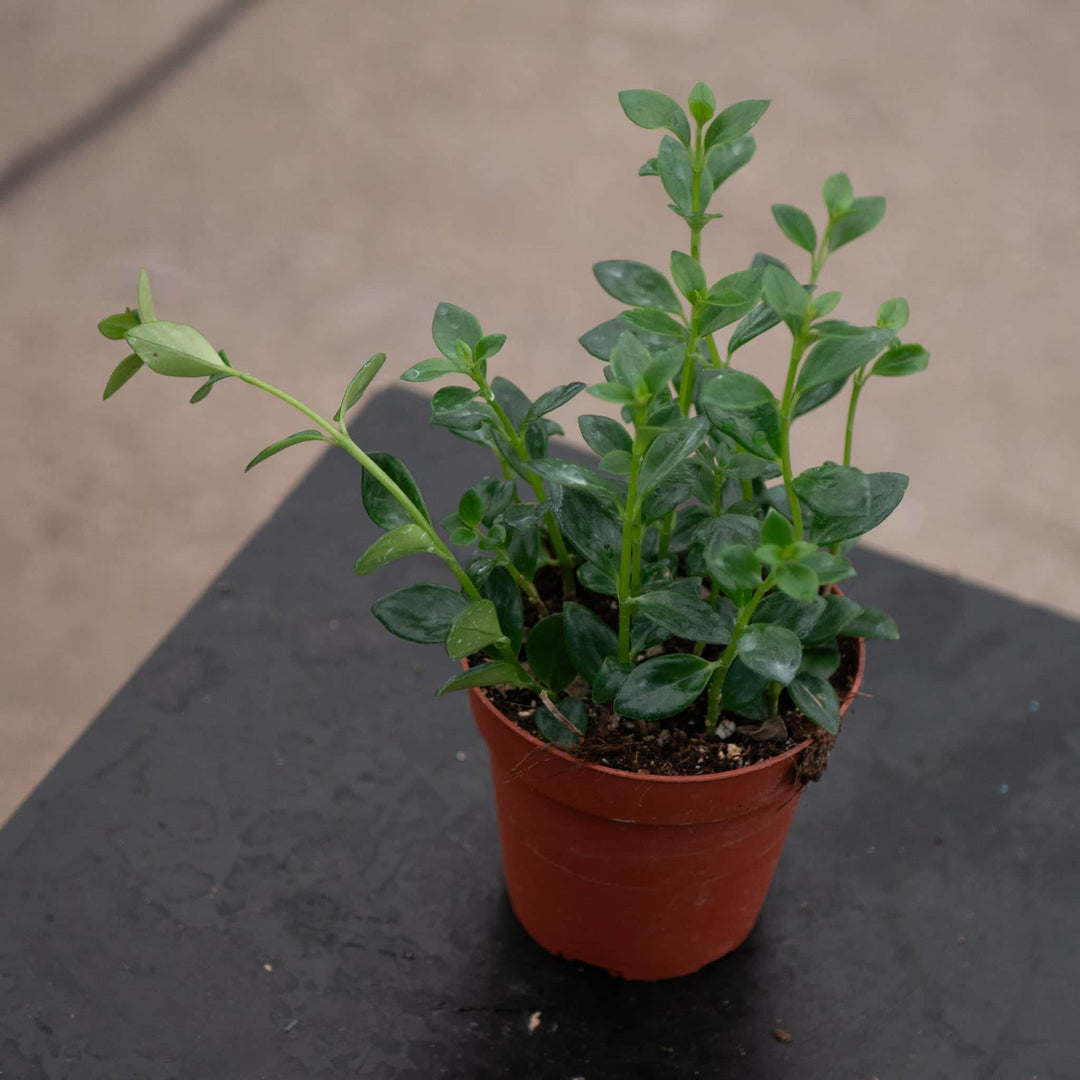 Gabriella Plants Other 4" Goldfish Nematanthus 'Mini Green'