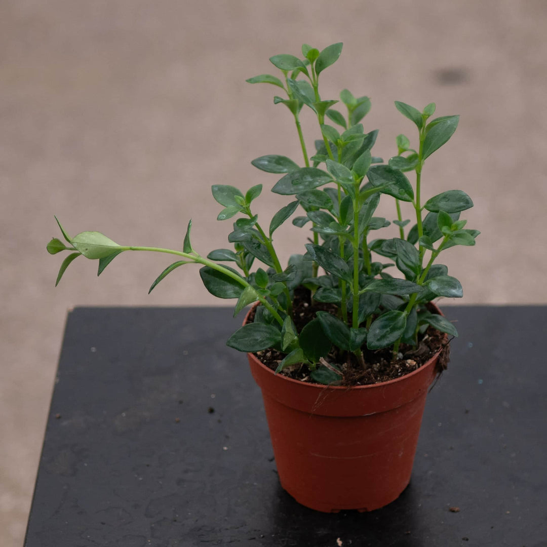 Gabriella Plants Other 4" Goldfish Nematanthus 'Mini Green'