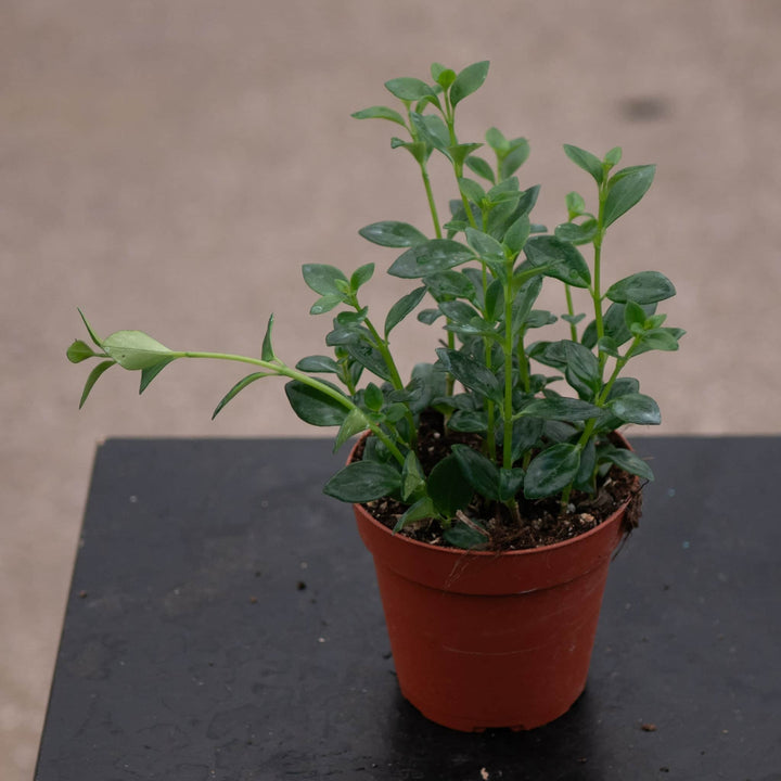 Gabriella Plants Other 4" Goldfish Nematanthus 'Mini Green'