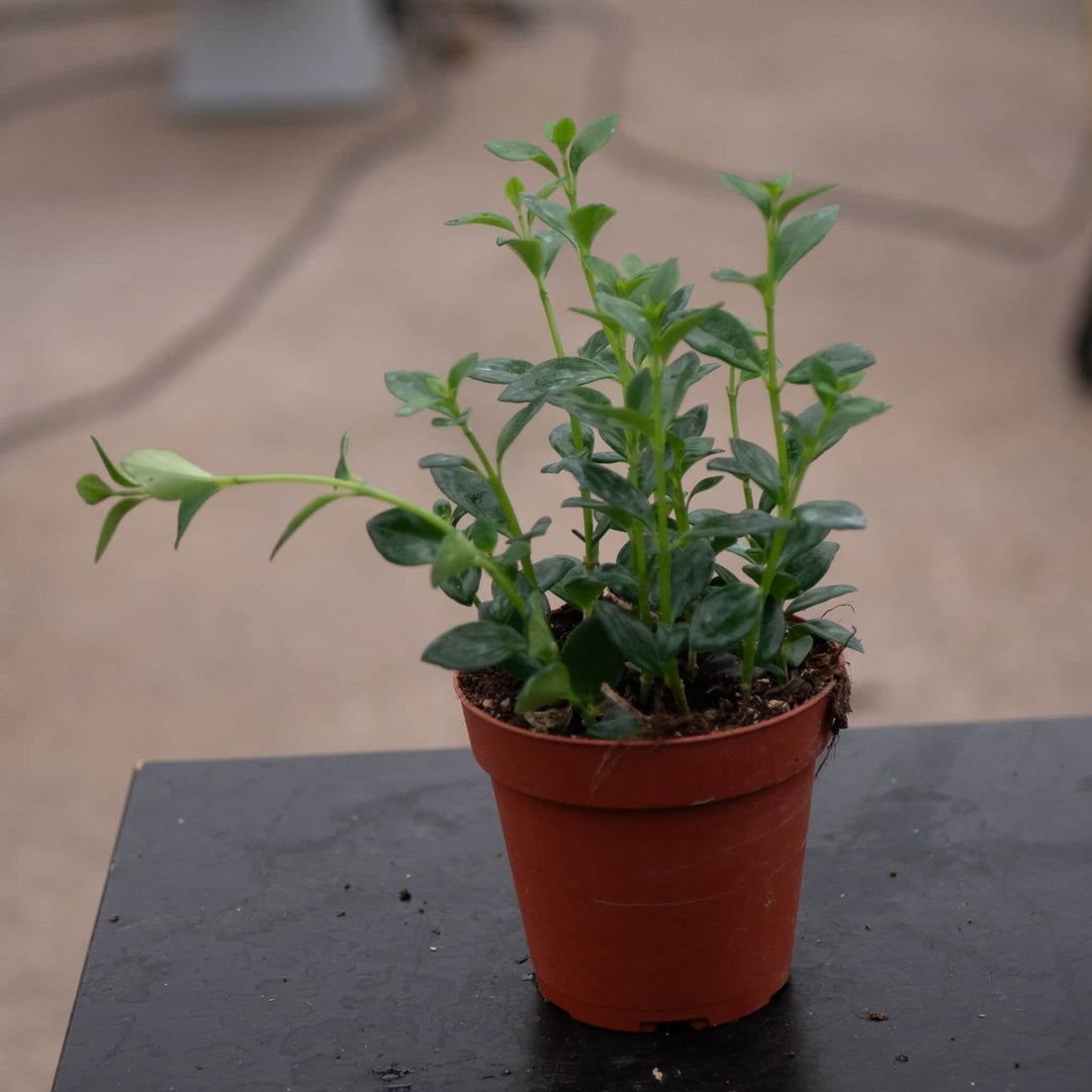 Gabriella Plants Other 4" Goldfish Nematanthus 'Mini Green'