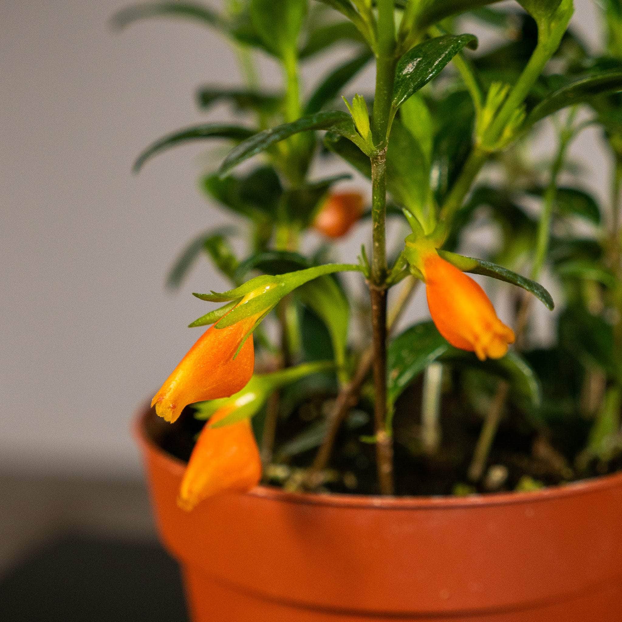 Gabriella Plants Other 4" Goldfish Nematanthus 'Mini Green'