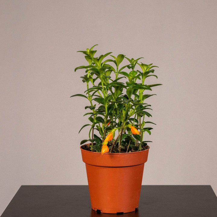 Gabriella Plants Other 4" Goldfish Nematanthus 'Mini Green'