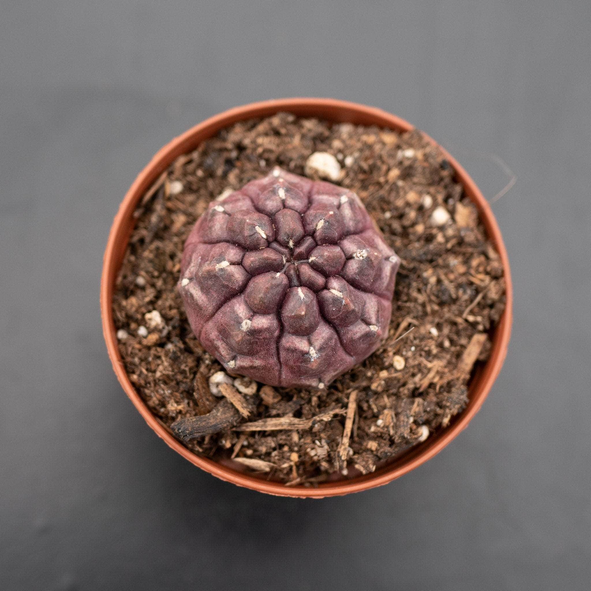 Cactus Gymnocalycium mihanovichii 'Daydream'