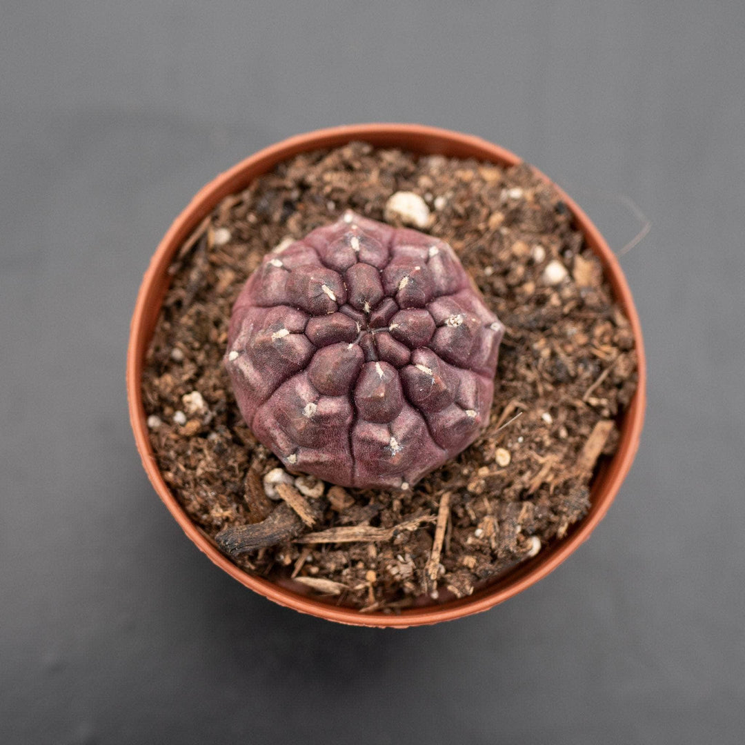 daydream succulent Cactus Gymnocalycium mihanovichii 'Daydream'