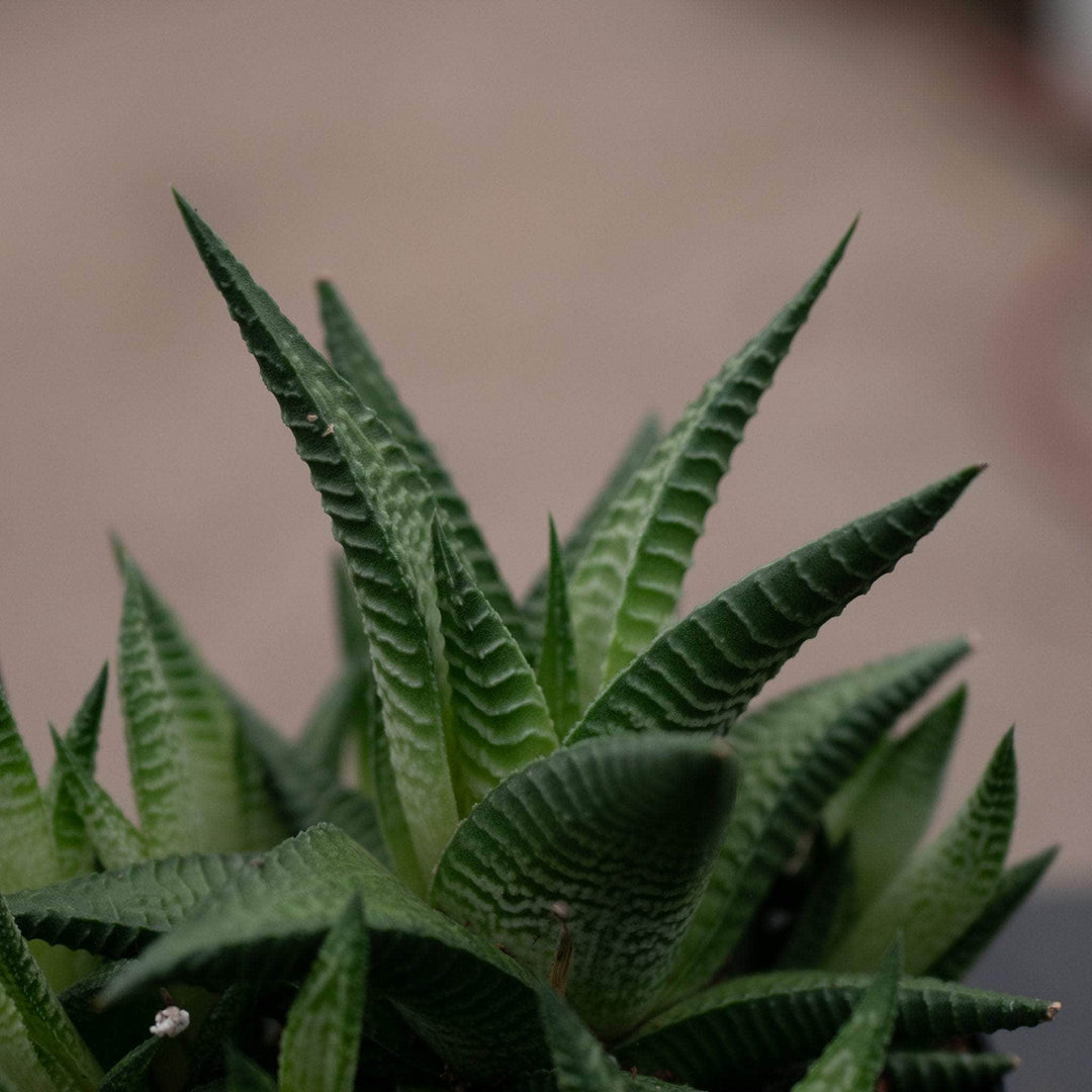limifolia succulent Haworthia limifolia