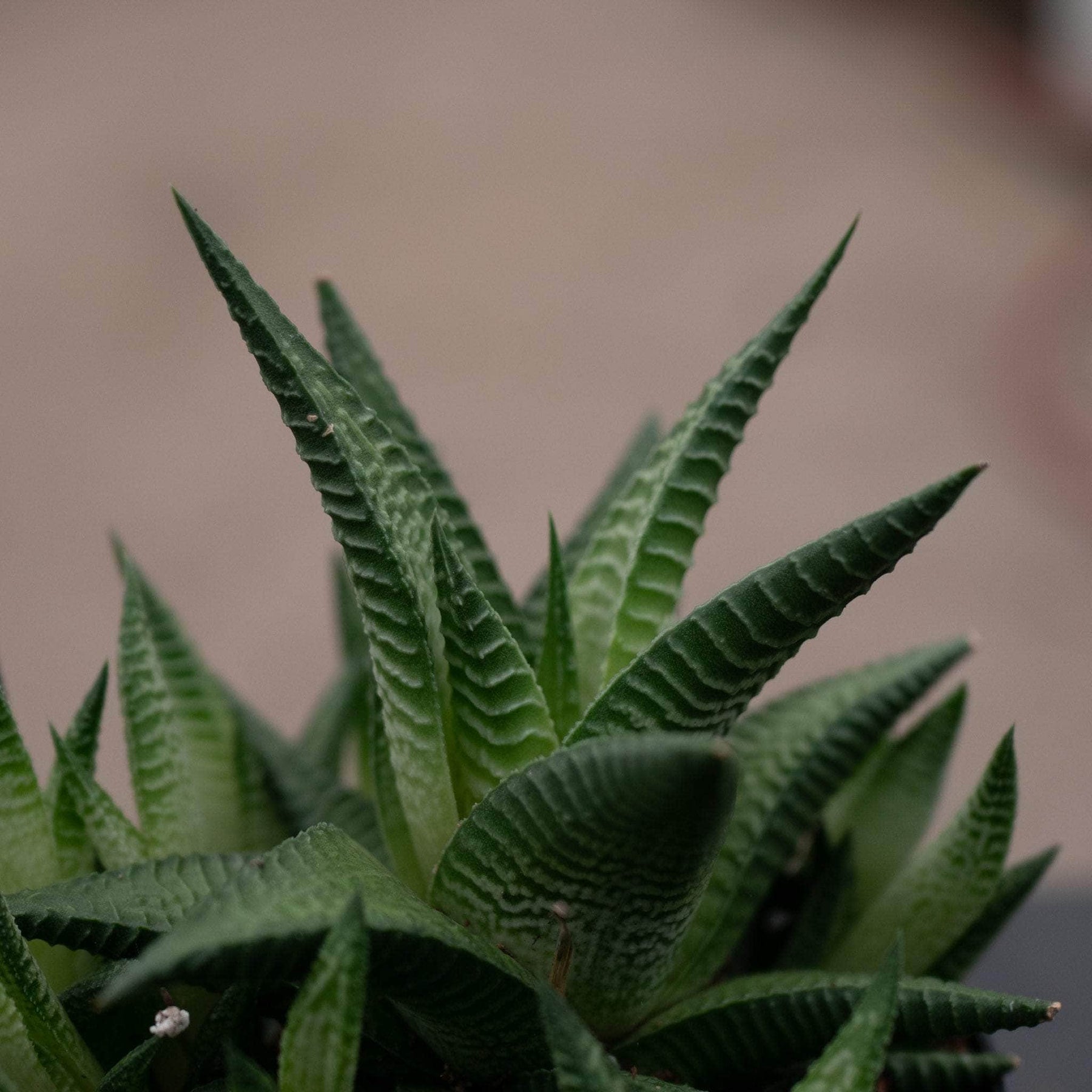 succulent haworthia limifolia Haworthia limifolia