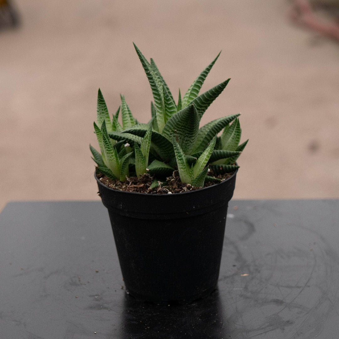 Gabriella Plants Succulent 4 Haworthia limifolia