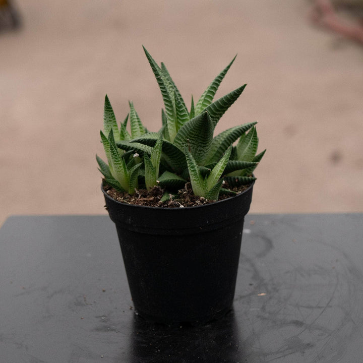 Gabriella Plants Succulent 4 Haworthia limifolia