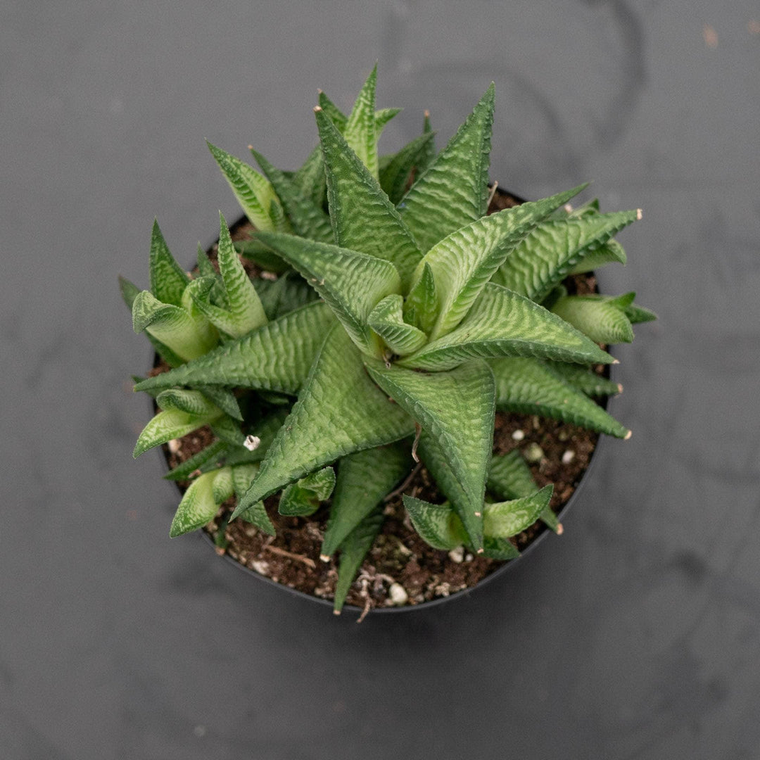 limifolia succulent Haworthia limifolia