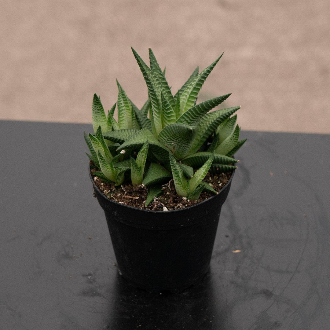 Gabriella Plants Succulent 4 Haworthia limifolia