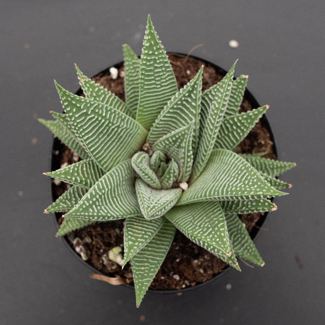 wholesale succulents miami Haworthia 'Miami'
