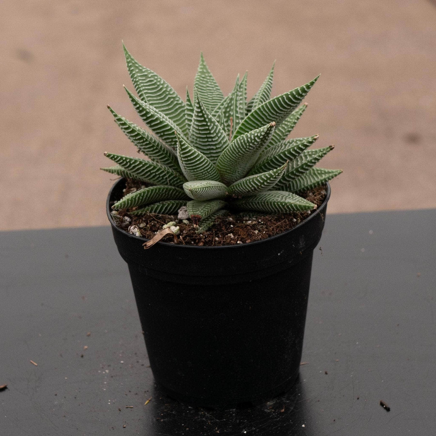 succulents haworthia Haworthia 'Miami'