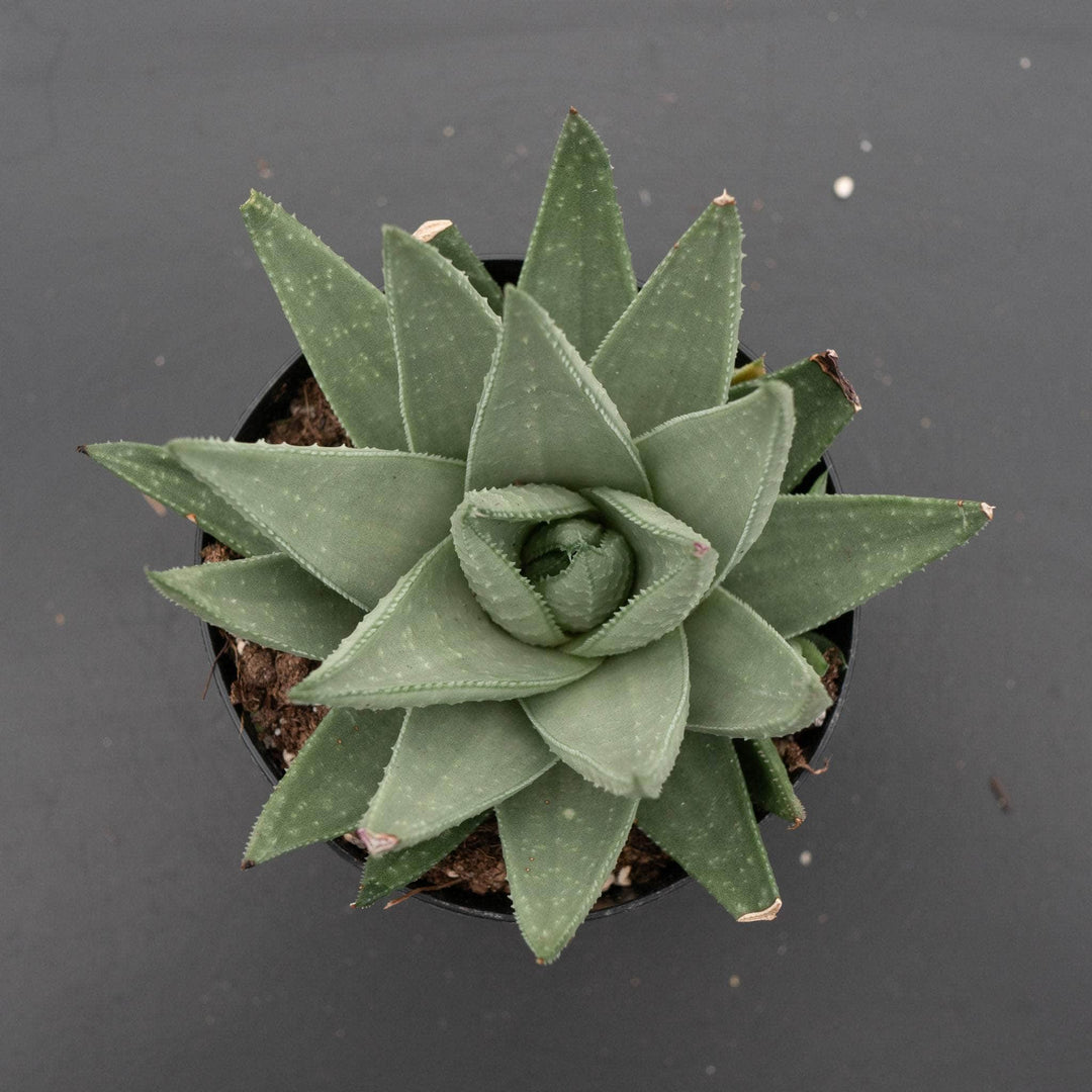 succulent plants haworthia Haworthia 'Savanna'