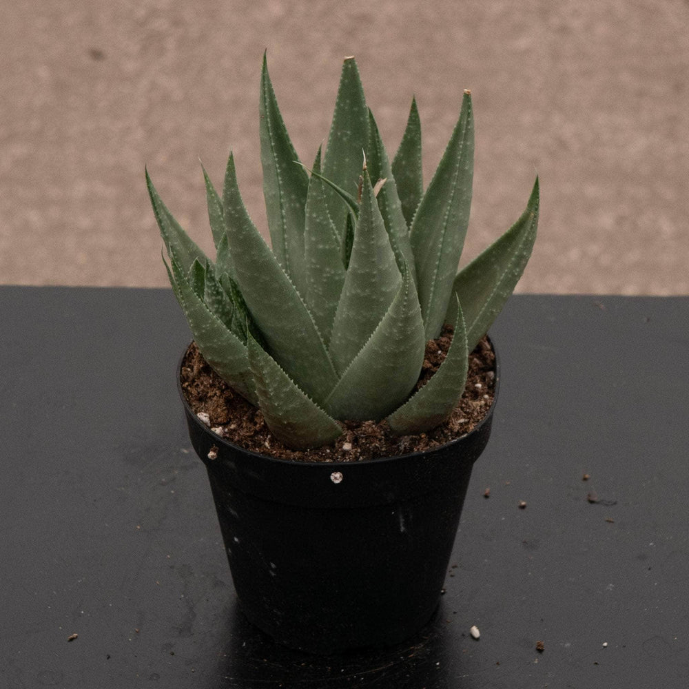 Gabriella Plants Succulent/Cactus 4" Haworthia 'Savanna'