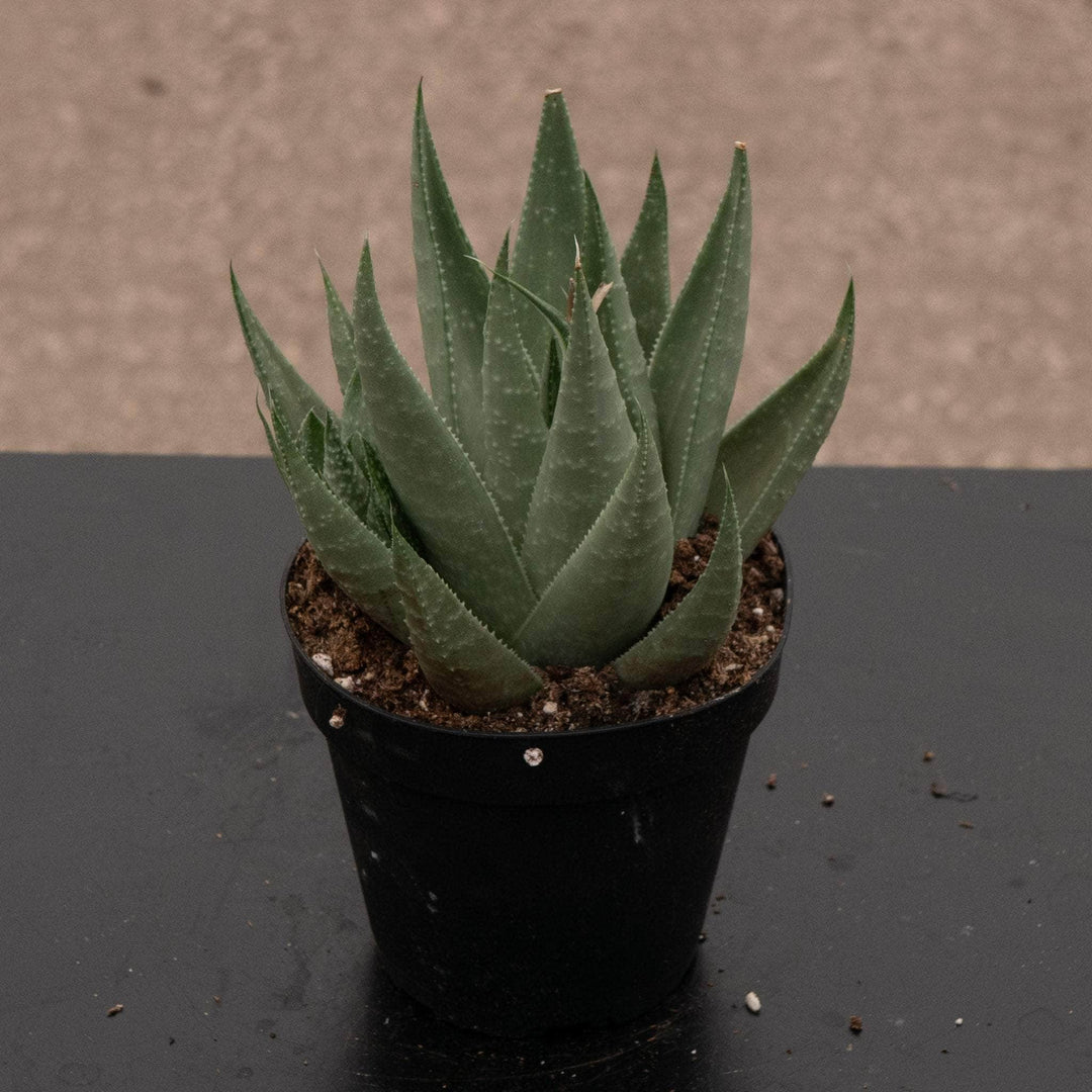 Gabriella Plants Succulent/Cactus 4" Haworthia 'Savanna'