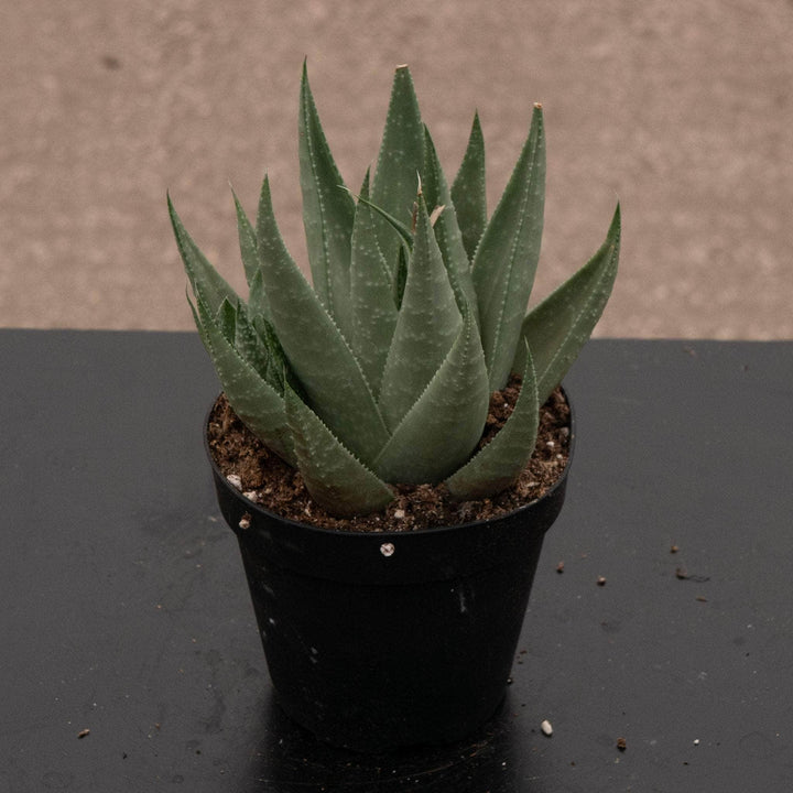 Gabriella Plants Succulent/Cactus 4" Haworthia 'Savanna'