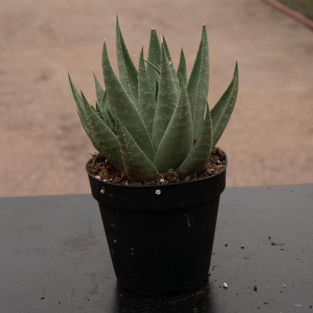 Gabriella Plants Succulent/Cactus 4" Haworthia 'Savanna'