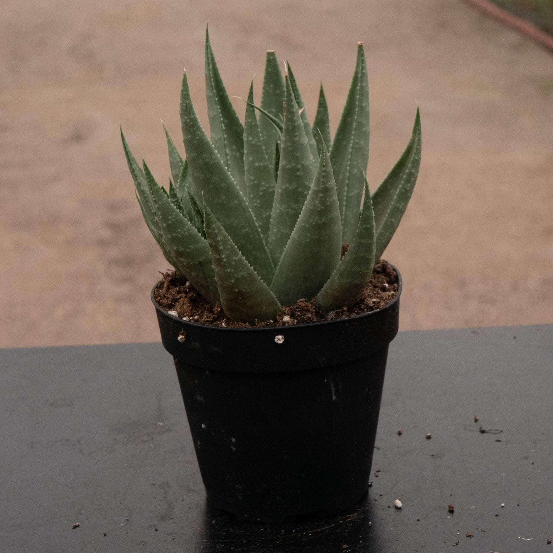 succulents savannah ga Haworthia 'Savanna'
