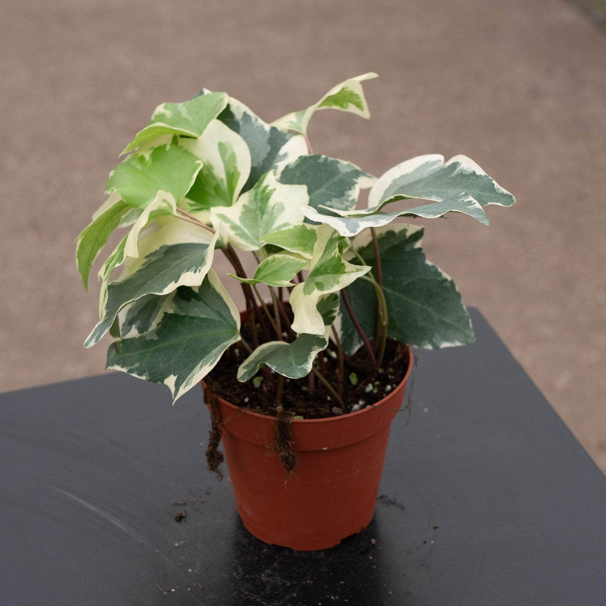 Hedera algeriensis 'Gloire de Marengo'