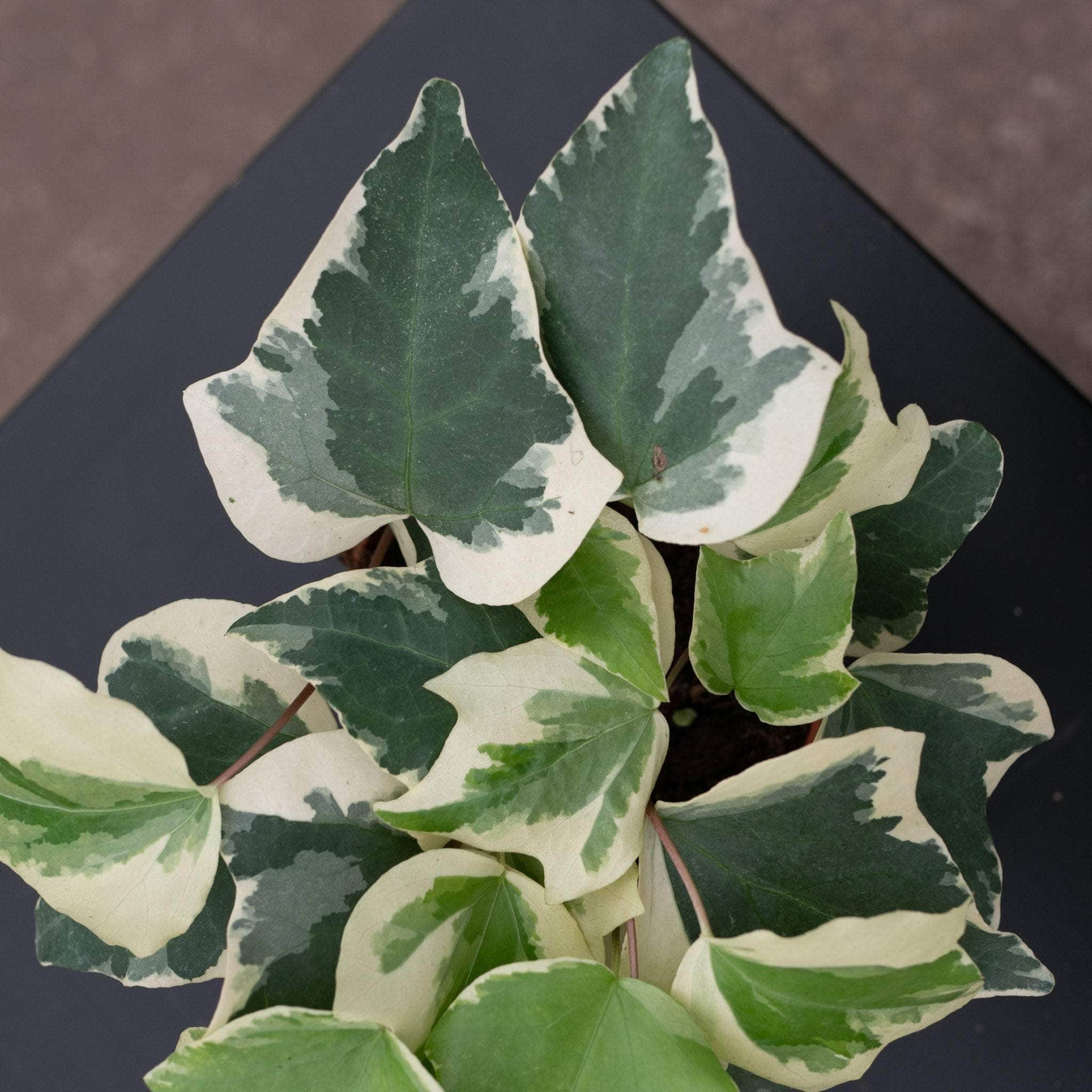 Hedera algeriensis 'Gloire de Marengo' - Gabriella Plants