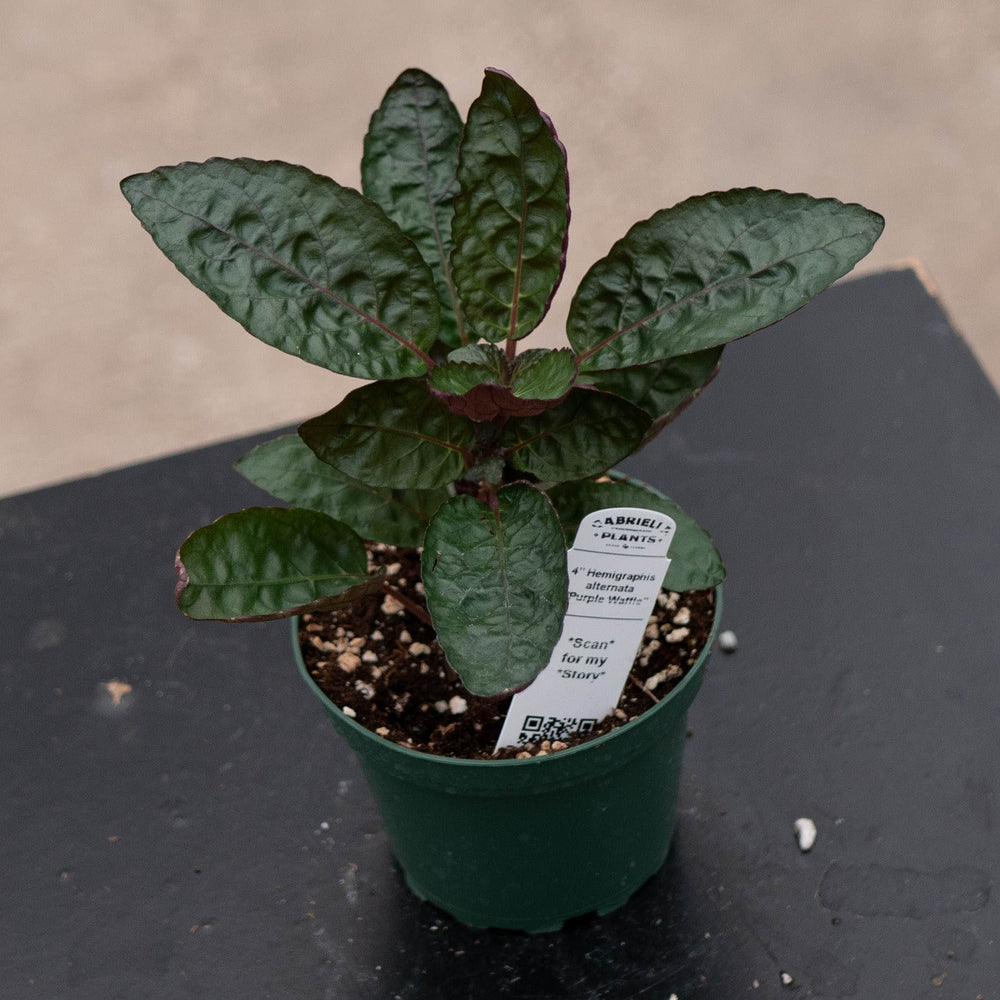 Gabriella Plants Other 4" Hemigraphis alternata "Purple Waffle"