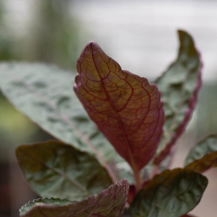 Gabriella Plants Other 4" Hemigraphis alternata "Purple Waffle"