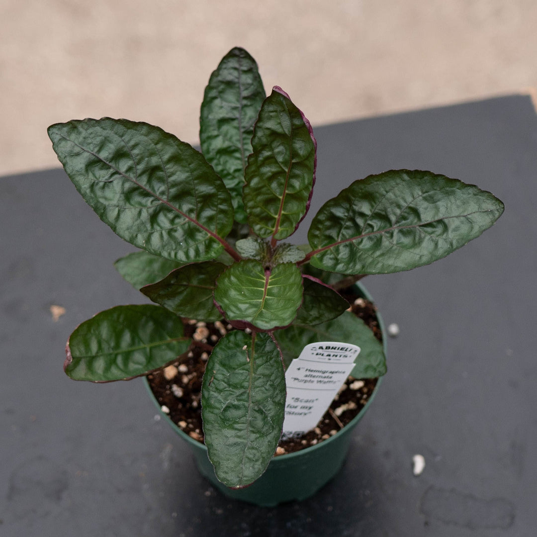 Gabriella Plants Other 4" Hemigraphis alternata "Purple Waffle"
