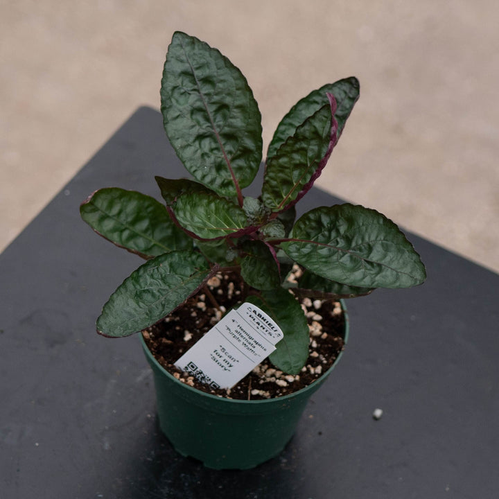Gabriella Plants Other 4" Hemigraphis alternata "Purple Waffle"