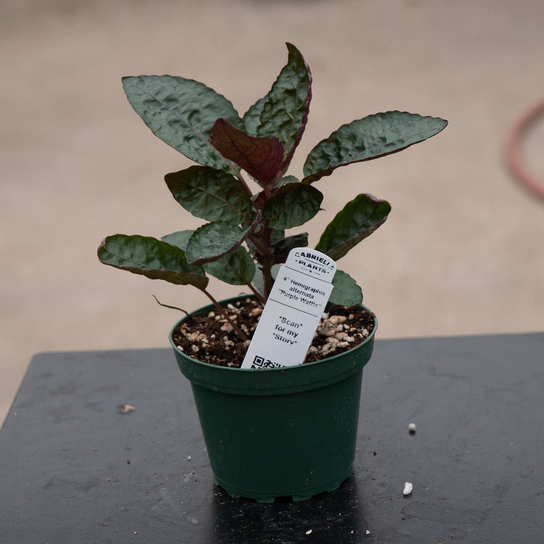 Gabriella Plants Other 4" Hemigraphis alternata "Purple Waffle"