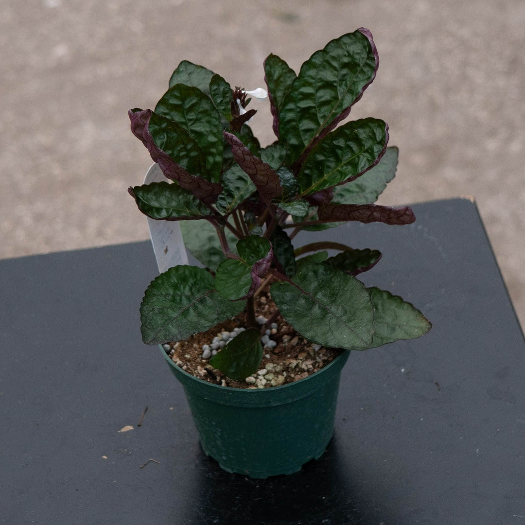 Gabriella Plants Other 4" Hemigraphis alternata "Purple Waffle"