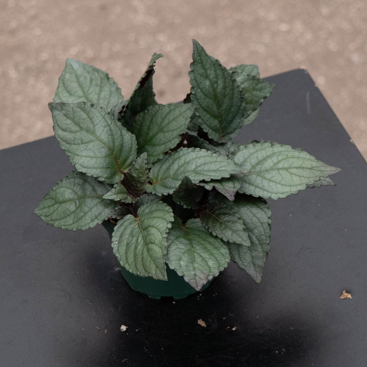 Gabriella Plants All 4" Hemigraphis alternata &