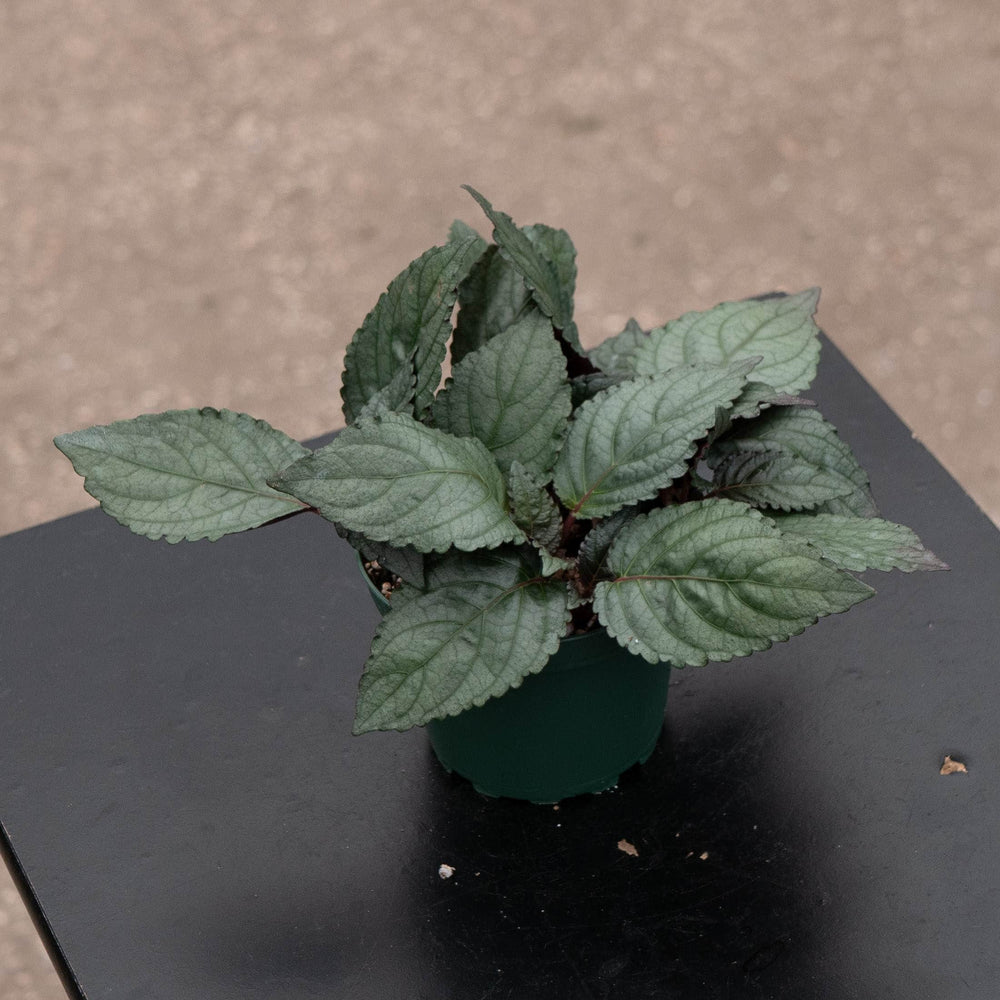 Gabriella Plants All 4" Hemigraphis alternata 'Silver Waffle'