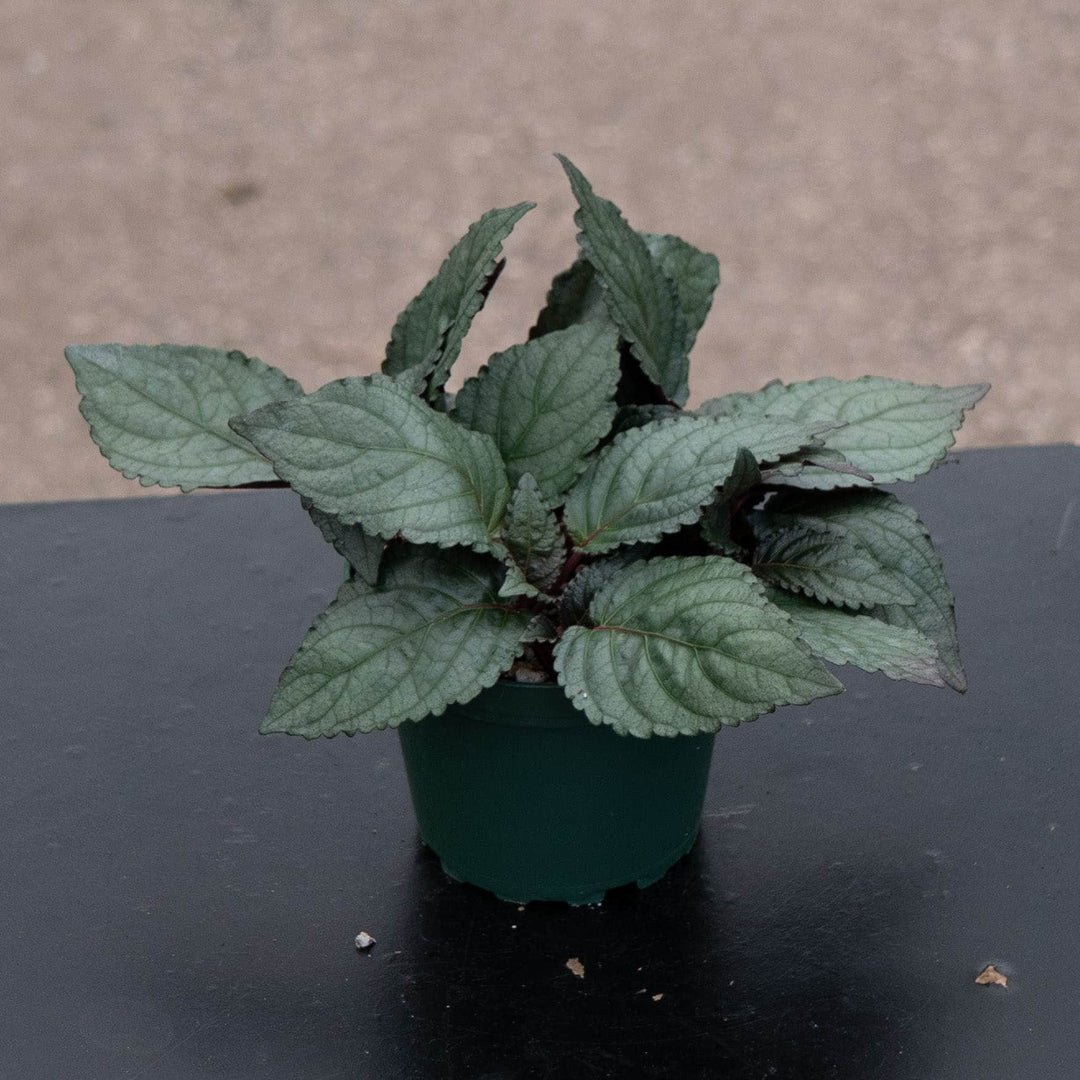 Gabriella Plants All 4" Hemigraphis alternata 'Silver Waffle'