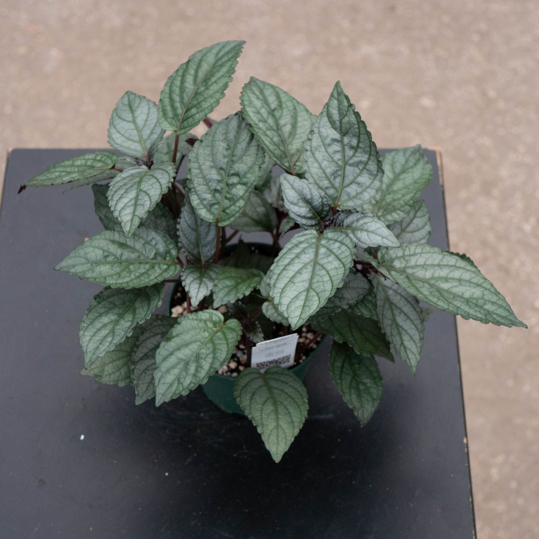 Gabriella Plants All 4" Hemigraphis alternata &