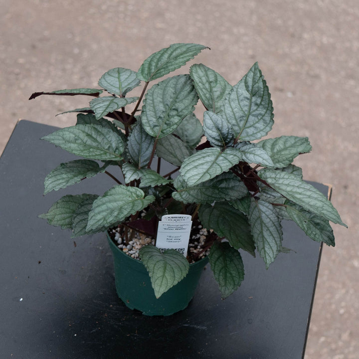 Gabriella Plants All 4" Hemigraphis alternata &