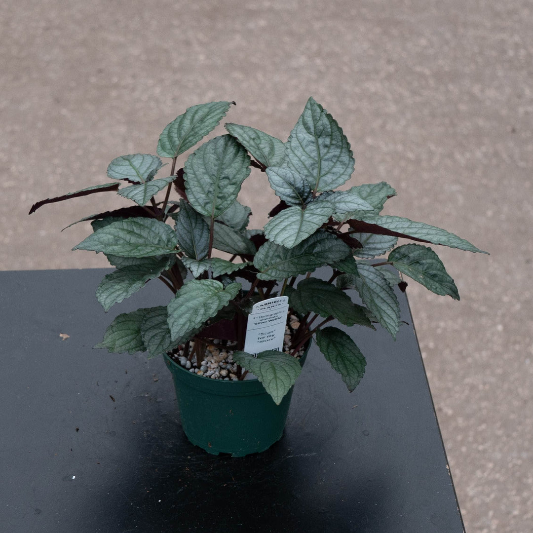 Gabriella Plants All 4" Hemigraphis alternata 'Silver Waffle'