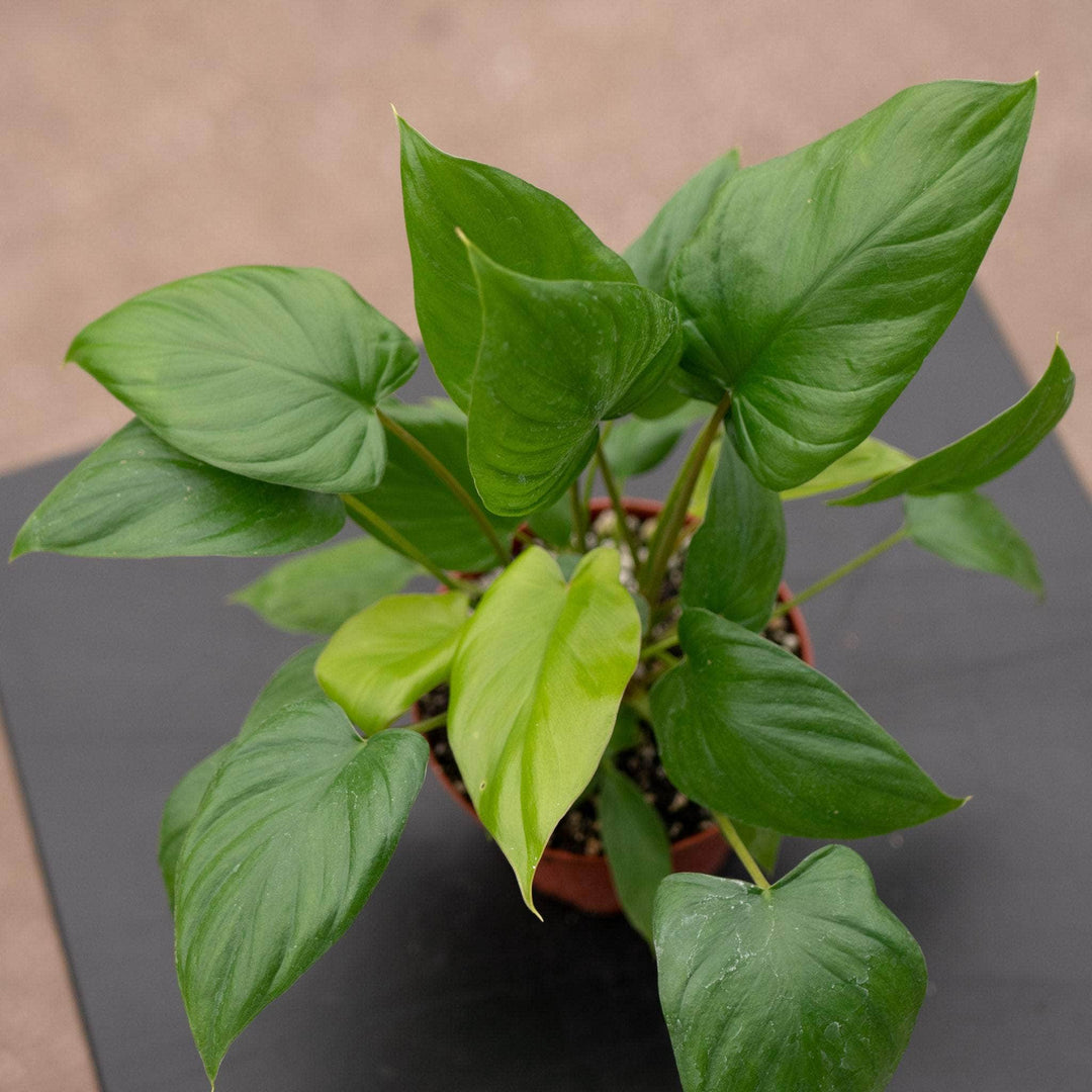 homalomena maggy plant Homalomena rubescens