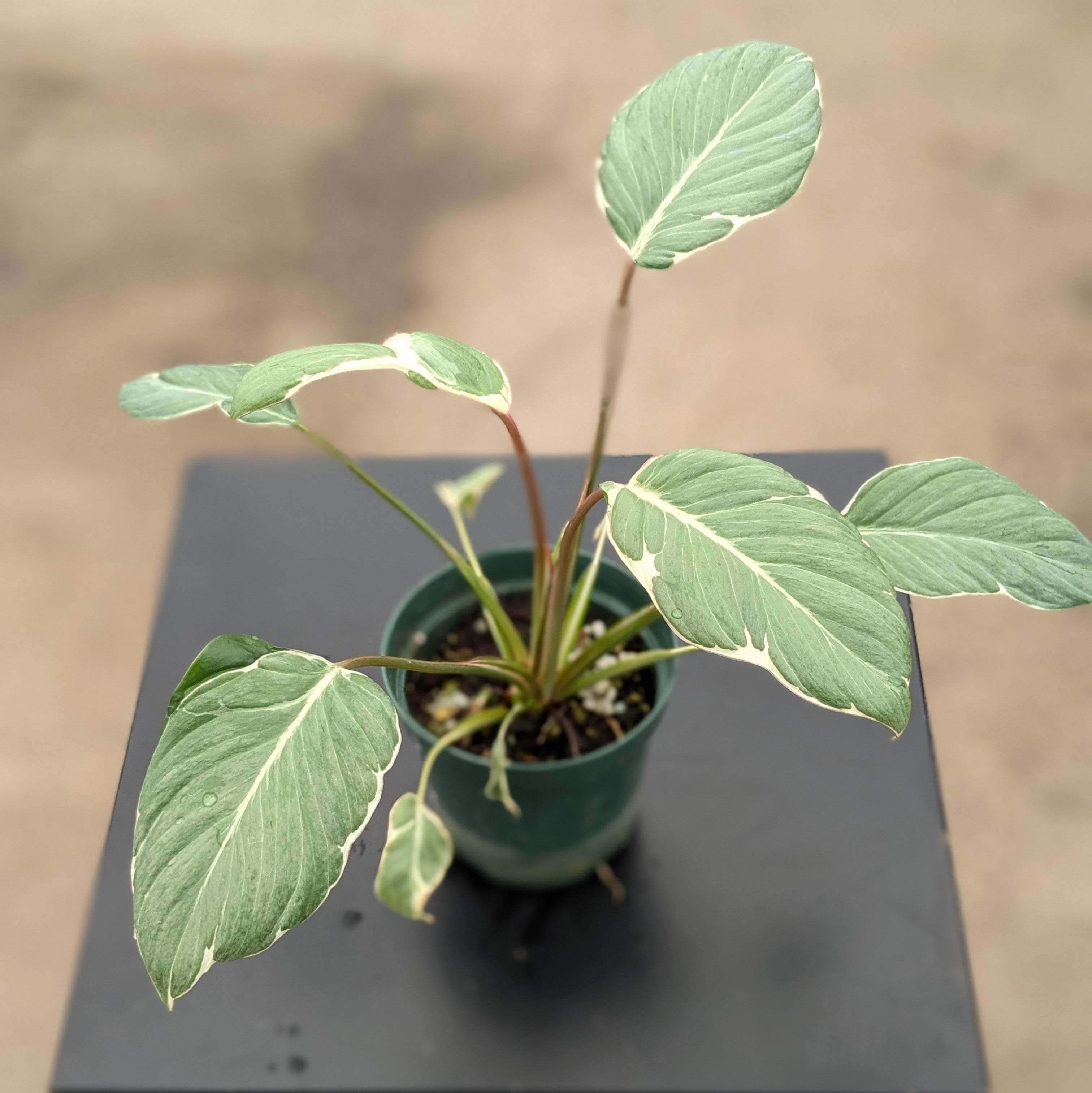 Homalomena Rubescens 'Mutant Stardust' - Gabriella Plants