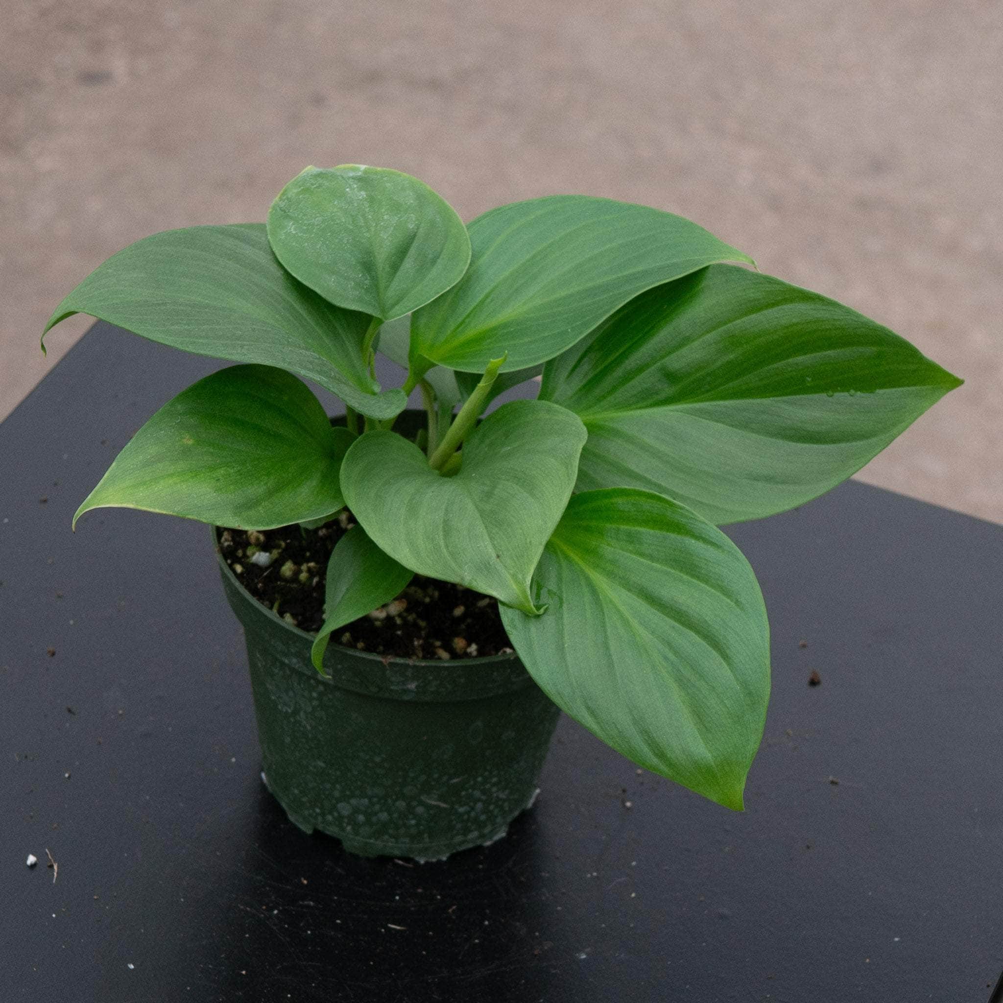 Homalomena 'Sunshine Gem' - Gabriella Plants