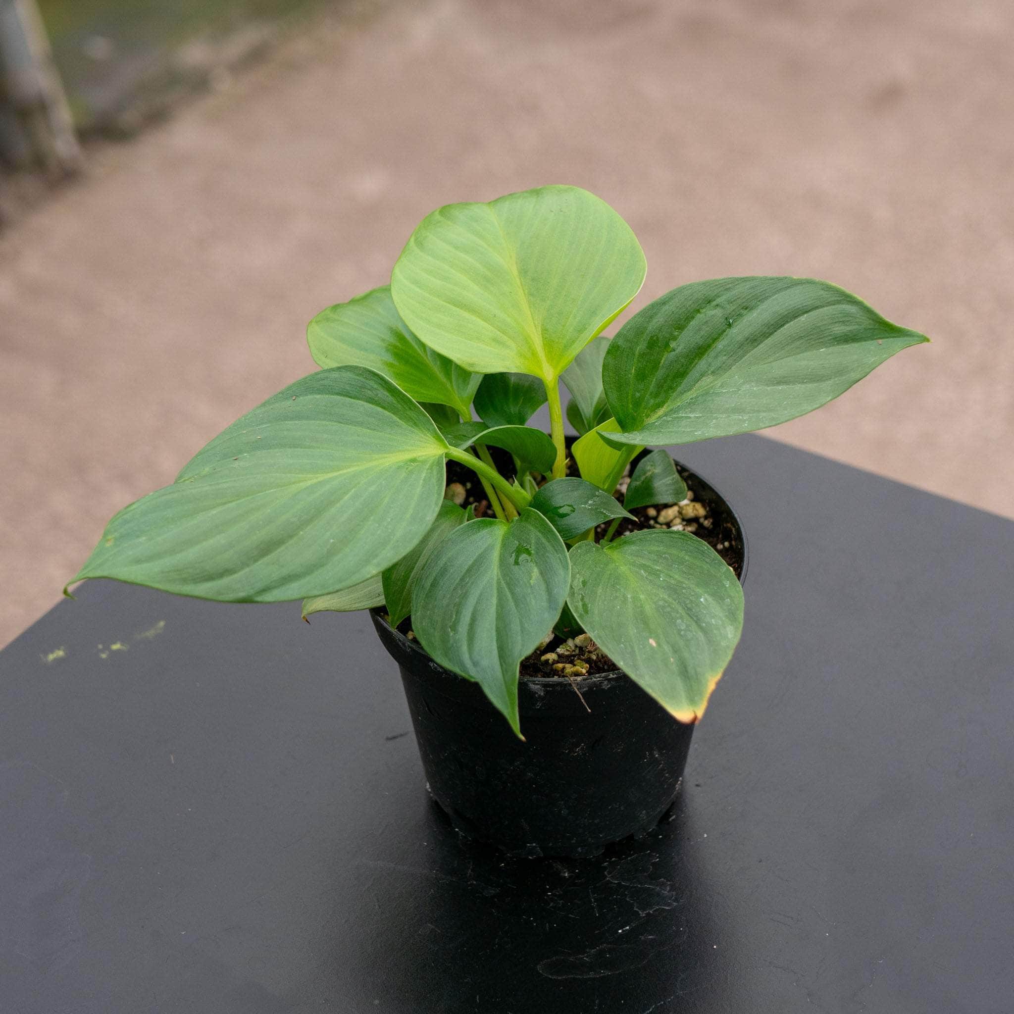 タグ付き］Homalomena sp. “Sunshine“ BNN Homalomena sp/