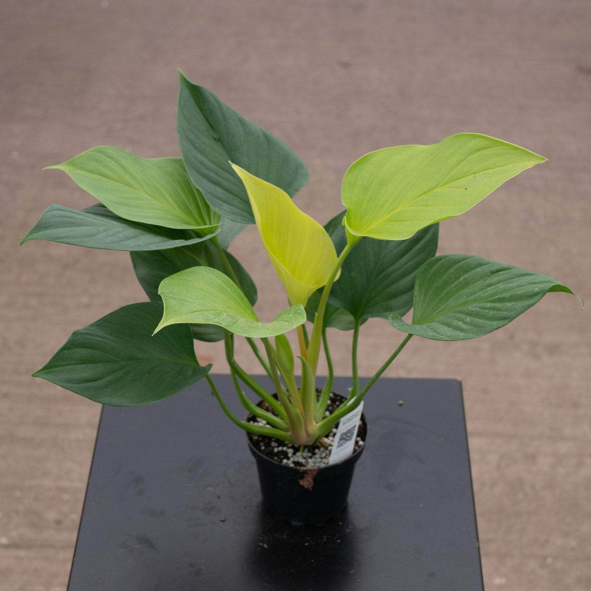 Homalomena sp. Homalomena sp.