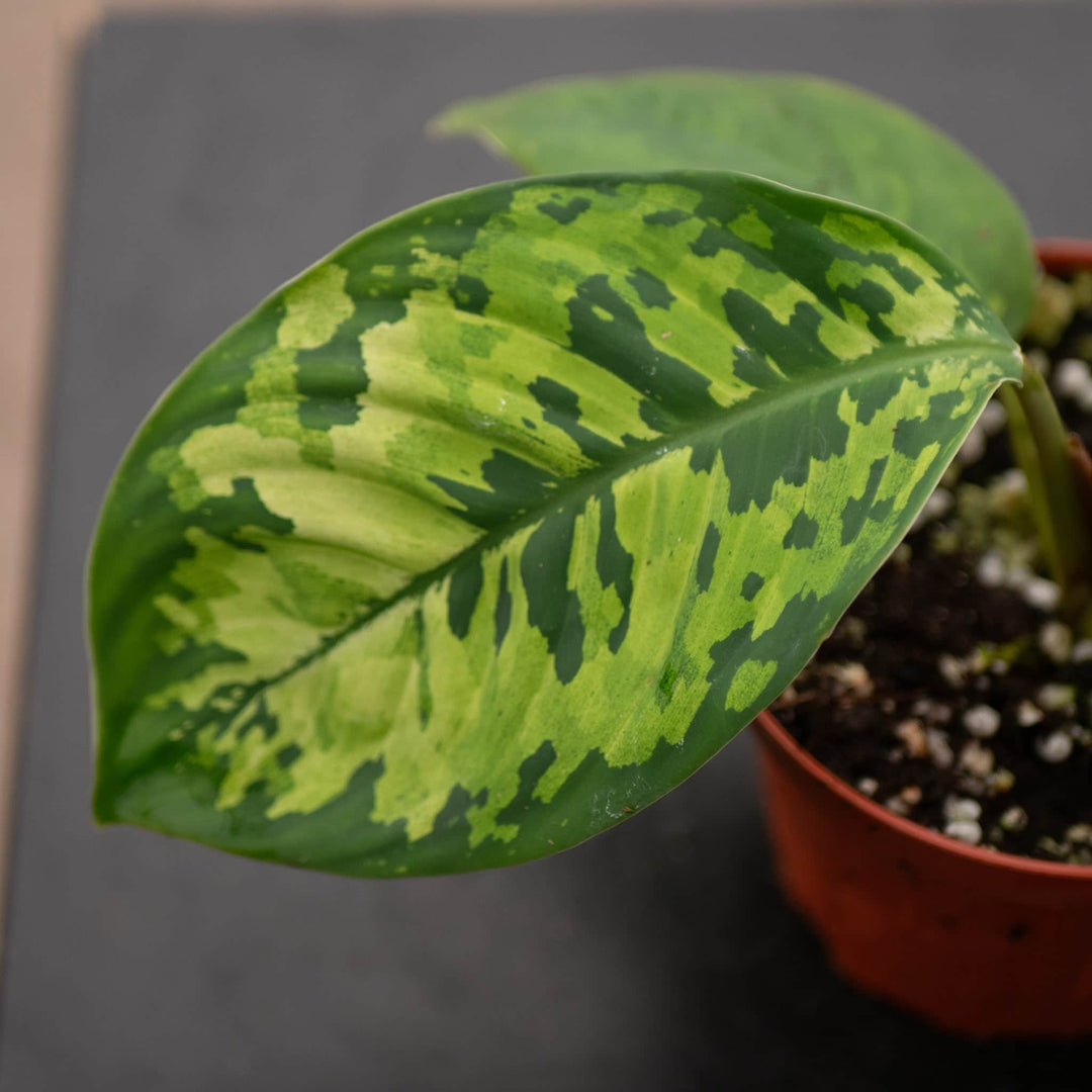 Gabriella Plants Other 4" Homalomena wallisii "Camouflage"