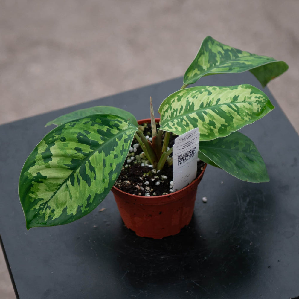 Gabriella Plants Other 4" Homalomena wallisii "Camouflage"