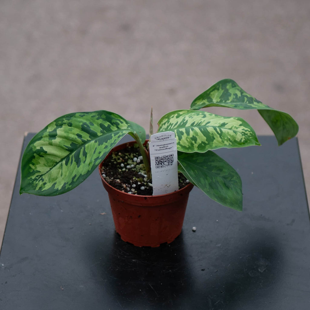 Gabriella Plants Other 4" Homalomena wallisii "Camouflage"
