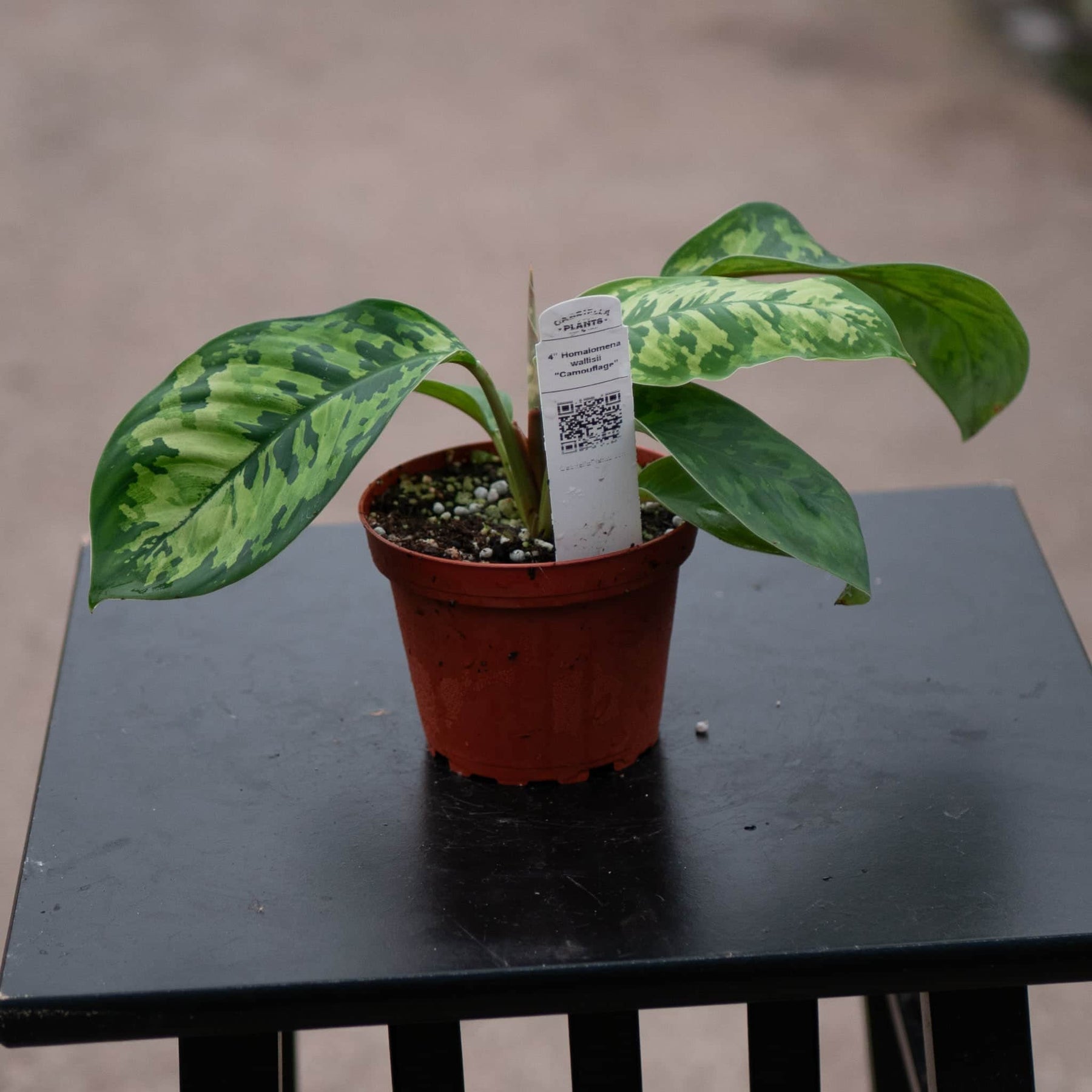 homalomena camouflage vs aglaonema Homalomena wallisii "Camouflage"